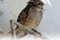 coco-bongo-hoot-the-owl