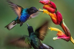 mindo-birds-ecuador-hummingbird