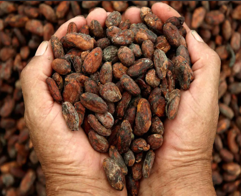 Ecuador sits on a gold mine of cacao. -The best chocolate of the world