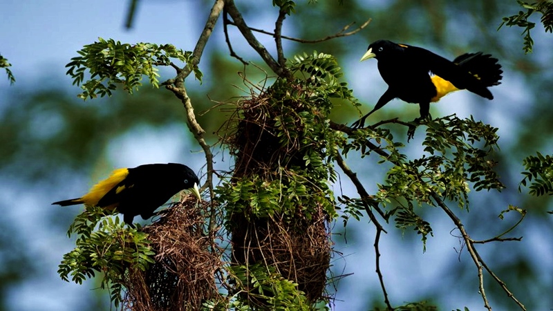 Birds in Bahia de Caraquez